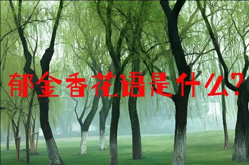 �����㻨����ʲô?